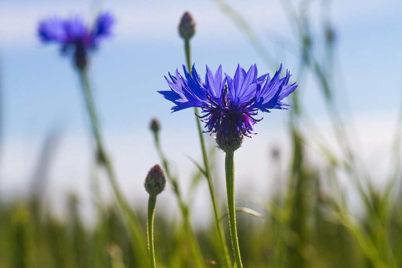 Wallpaper campo de lavanda